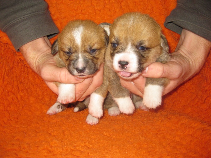 Puppies